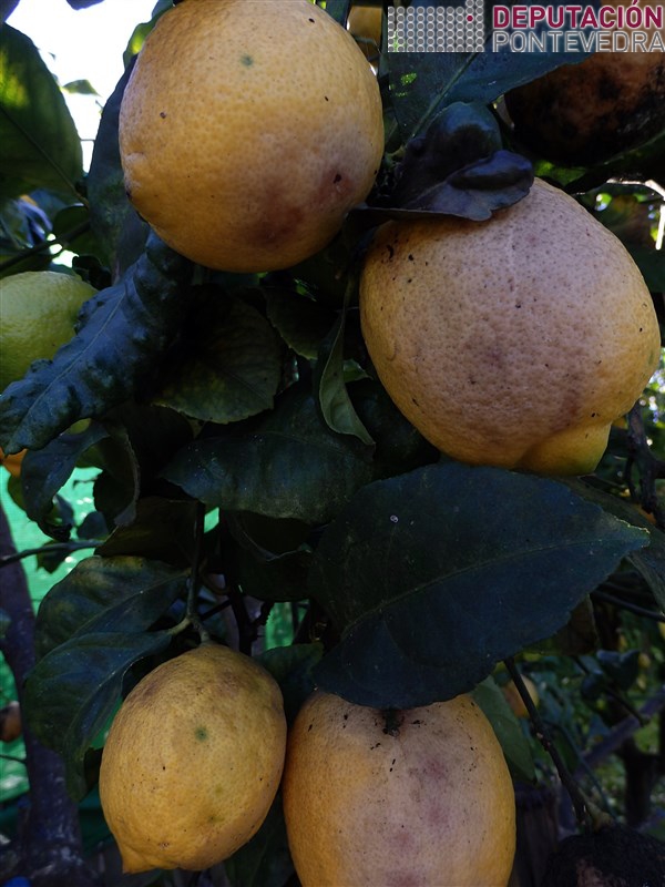 Limons na arbore coa podremia caracteristica de Phytophthora hibernalis.jpg